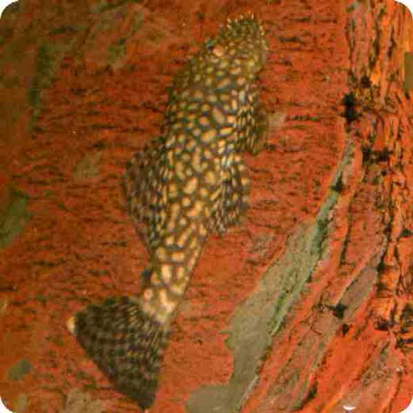 L110 Red Spot Bristlenose - 5 inch L110 Red Spot Bristlenose - 5 inch